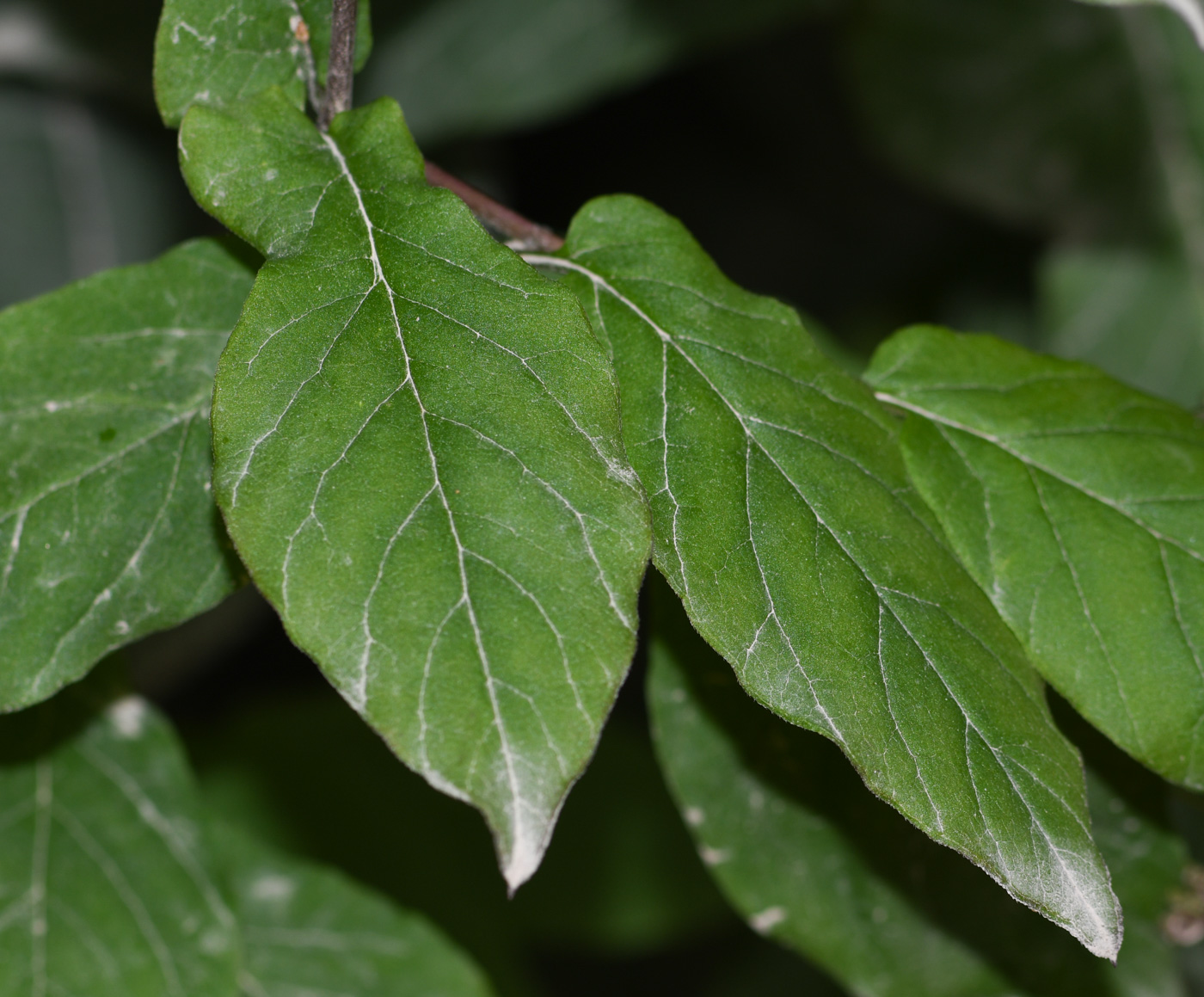 Image of Cobaea scandens specimen.