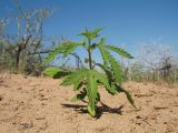 Cannabis sativa разновидность spontanea. Молодое растение с личинкой саранчи. Южный Казахстан, Жамбылская обл., окр. с. Акыртобе; южная часть песков Мойынкум, полузакреплённые пески. 12 мая 2021 г.