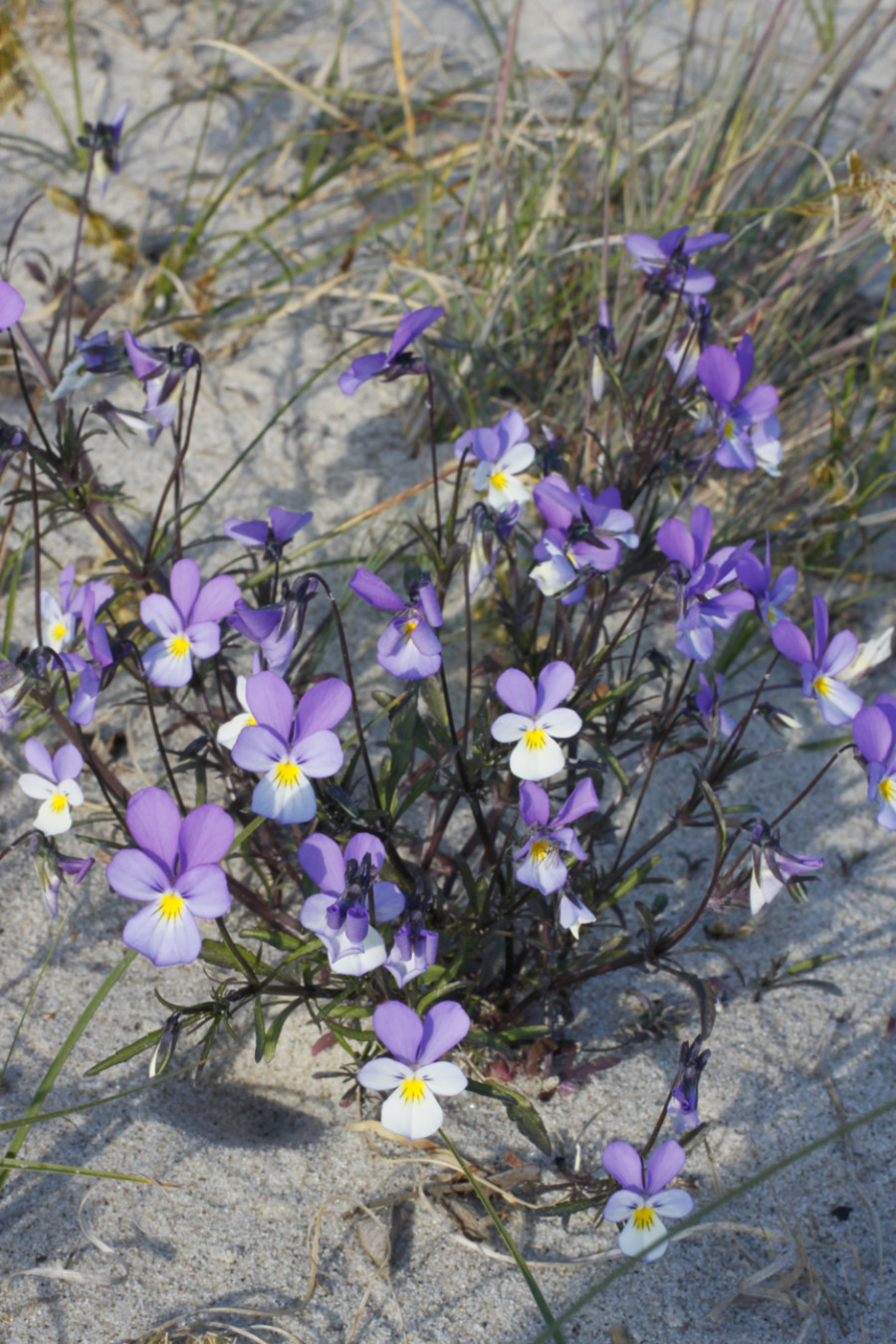 Изображение особи Viola maritima.