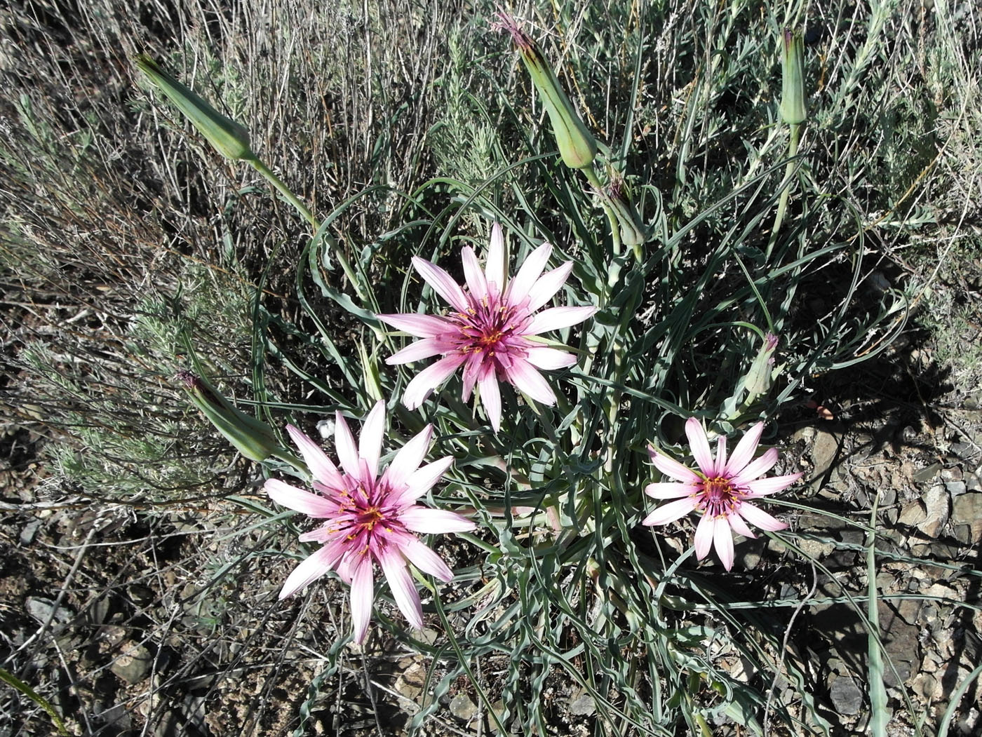 Изображение особи Tragopogon marginifolius.