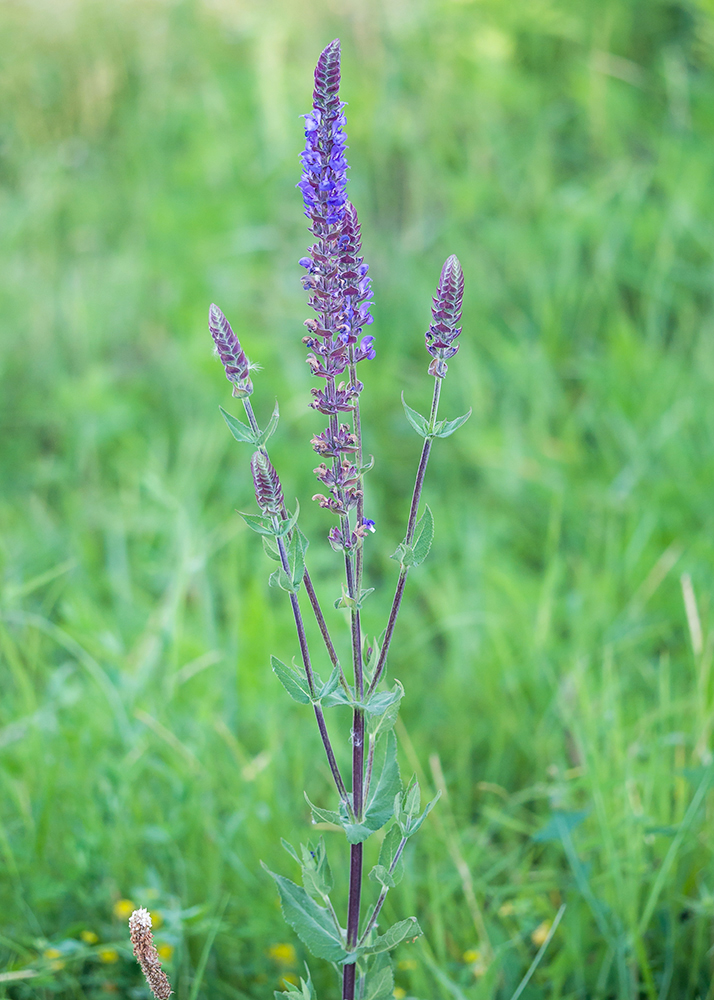 Image of Salvia tesquicola specimen.