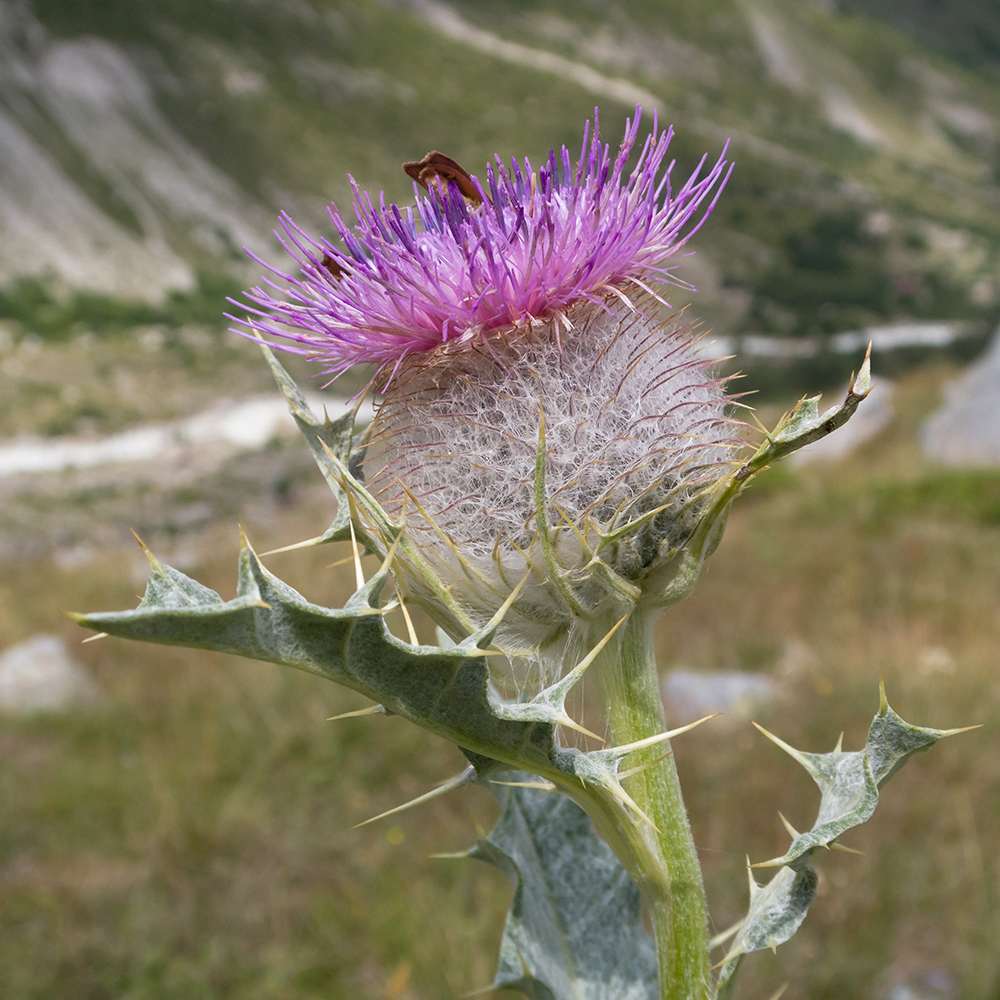 Изображение особи Cirsium balkharicum.