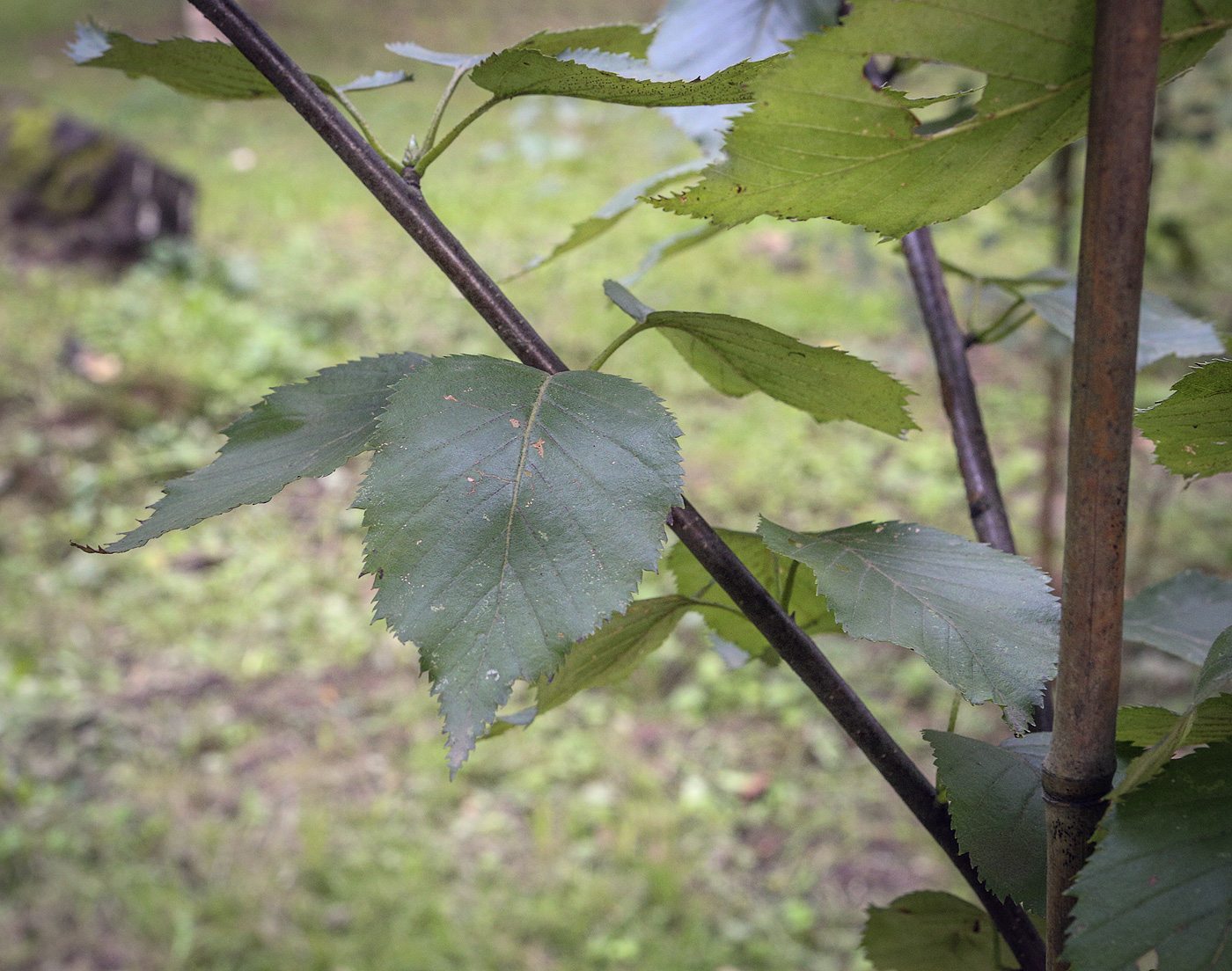 Image of Betula albosinensis specimen.