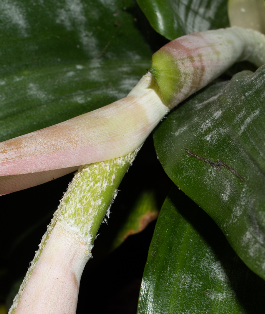 Image of Aechmea fasciata specimen.