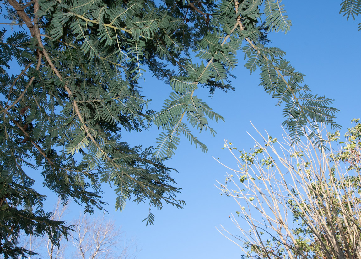 Image of Vachellia sieberiana specimen.