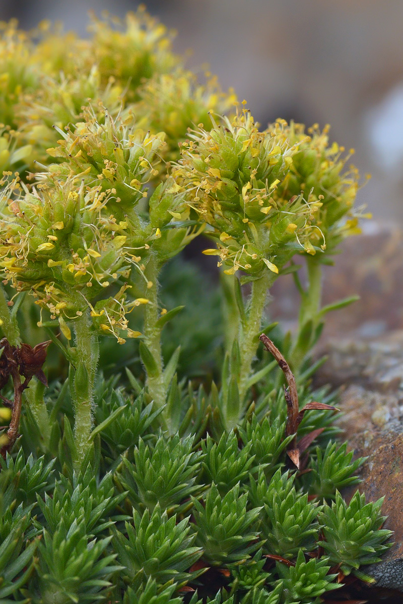 Изображение особи Saxifraga juniperifolia.