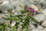 Centaurea alutacea