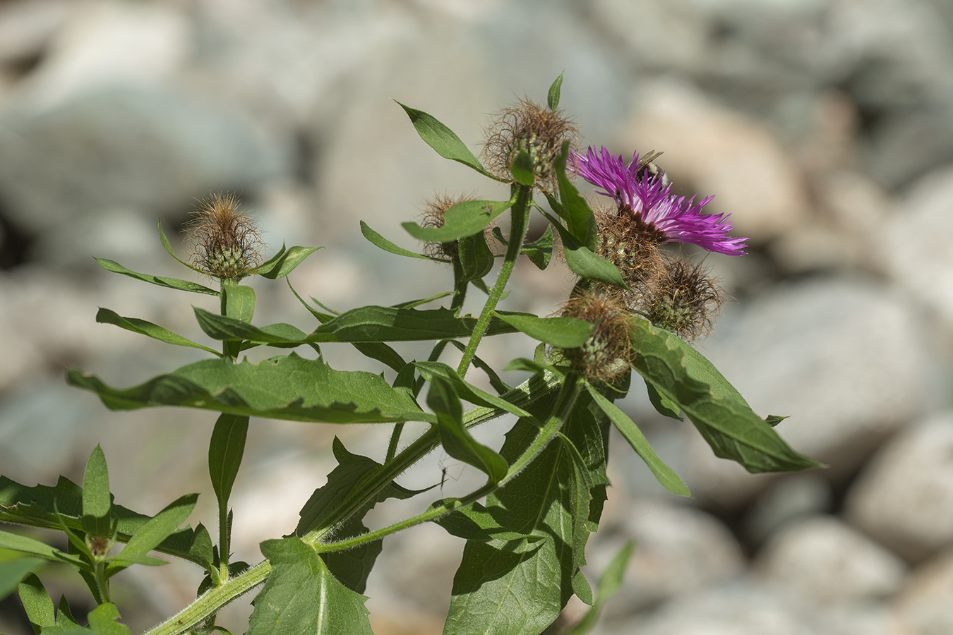 Image of Centaurea alutacea specimen.