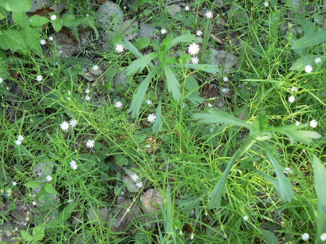 Изображение особи Stellaria longifolia.