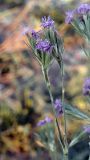 Dianthus pseudarmeria. Верхушка цветущего растения. Крым, окр. пос. Коктебель, платообразная вершина горы Клементьева. 19.07.2021.