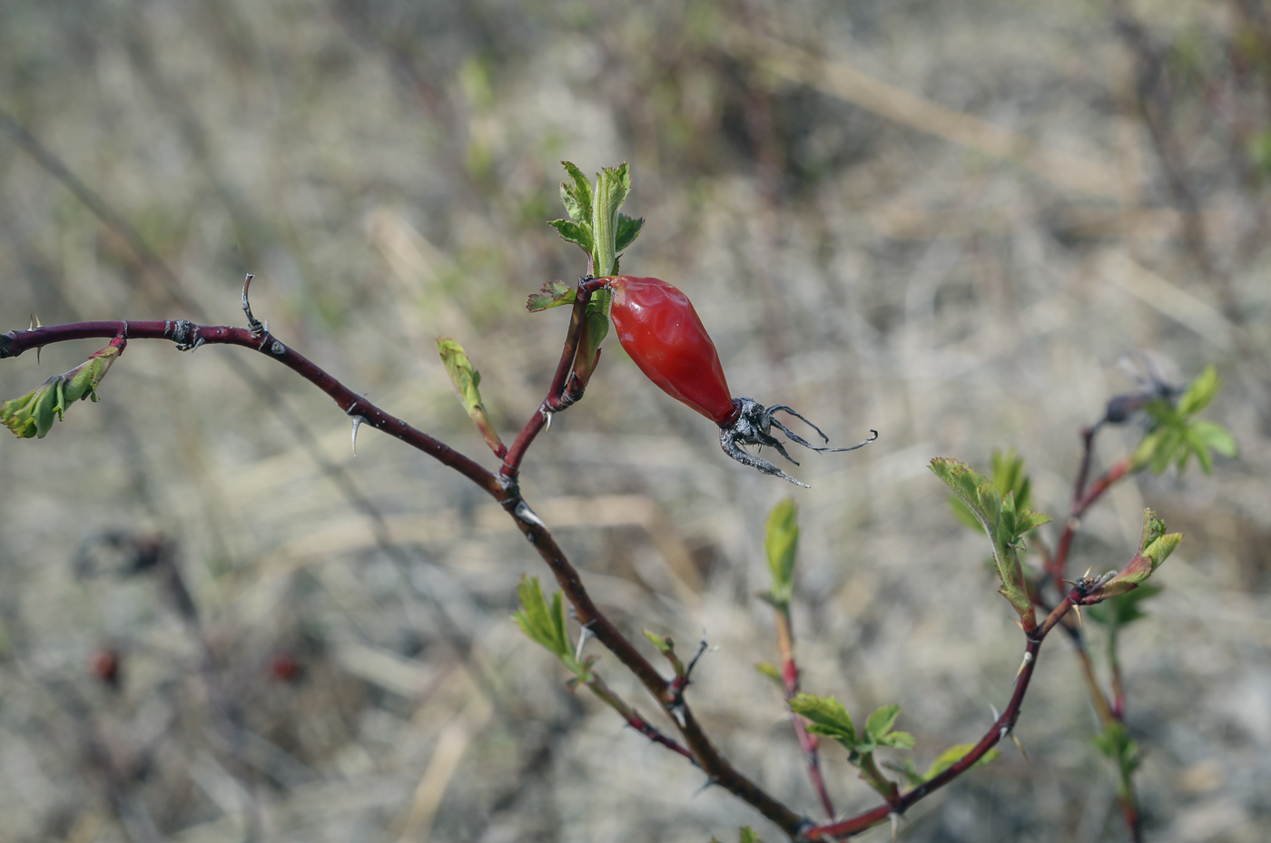 Image of Rosa glabrifolia specimen.