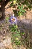 Passiflora caerulea. Верхушка побега с цветком и бутонами. Израиль, монастырь Латрун, возле стоянки. 27.06.2022.
