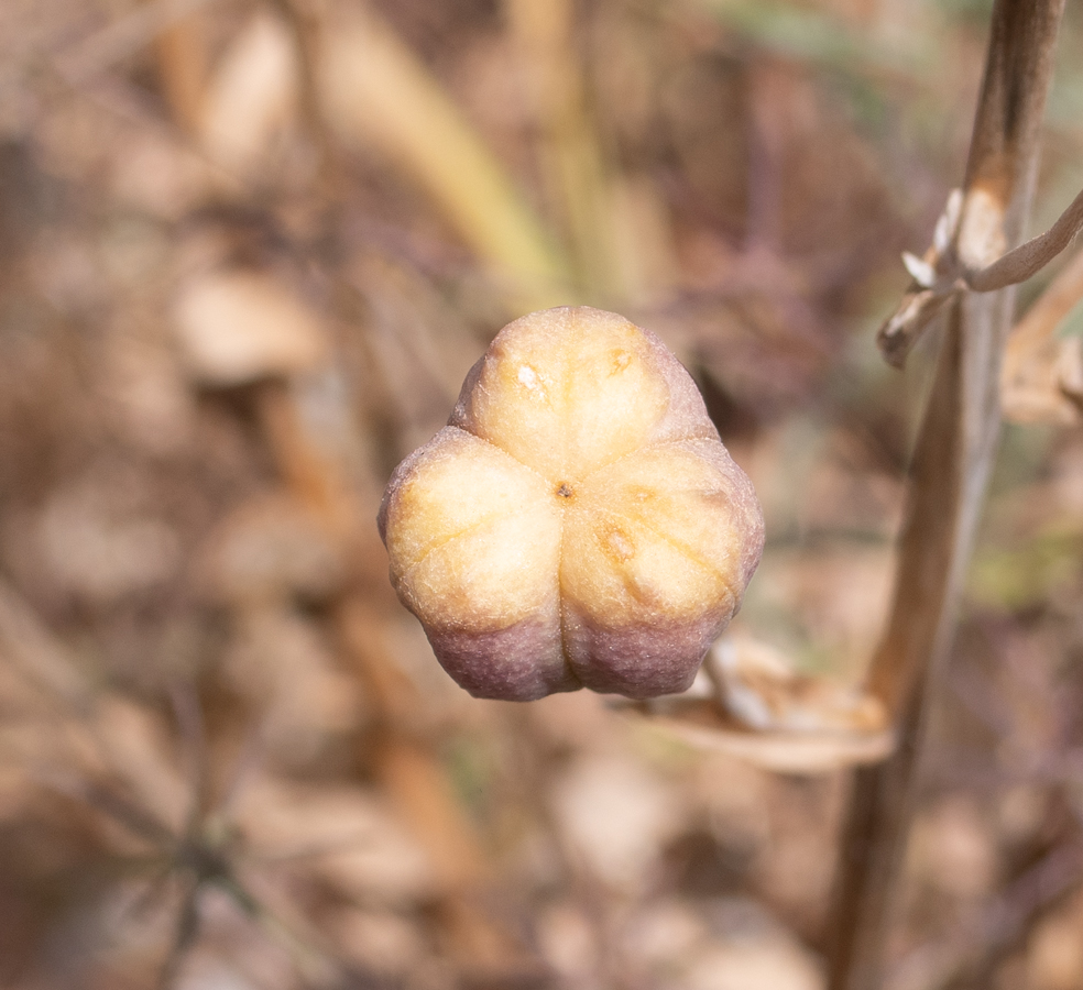 Image of Fritillaria persica specimen.