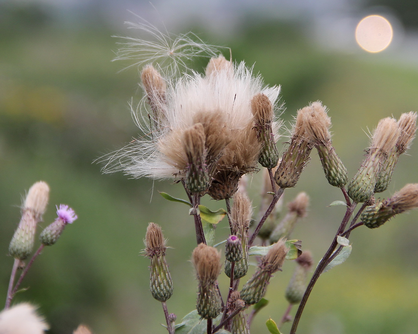 Изображение особи Cirsium setosum.