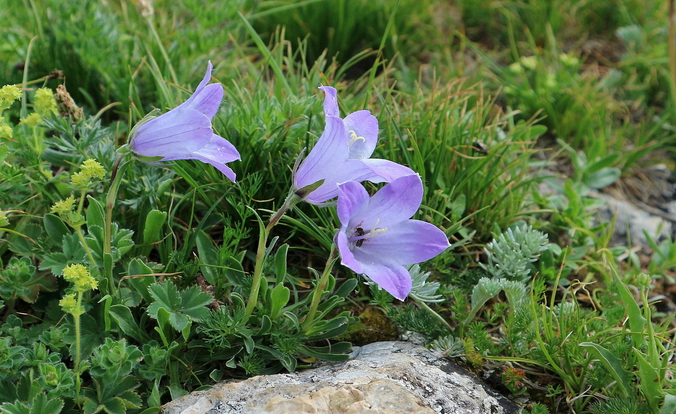 Image of Campanula biebersteiniana specimen.