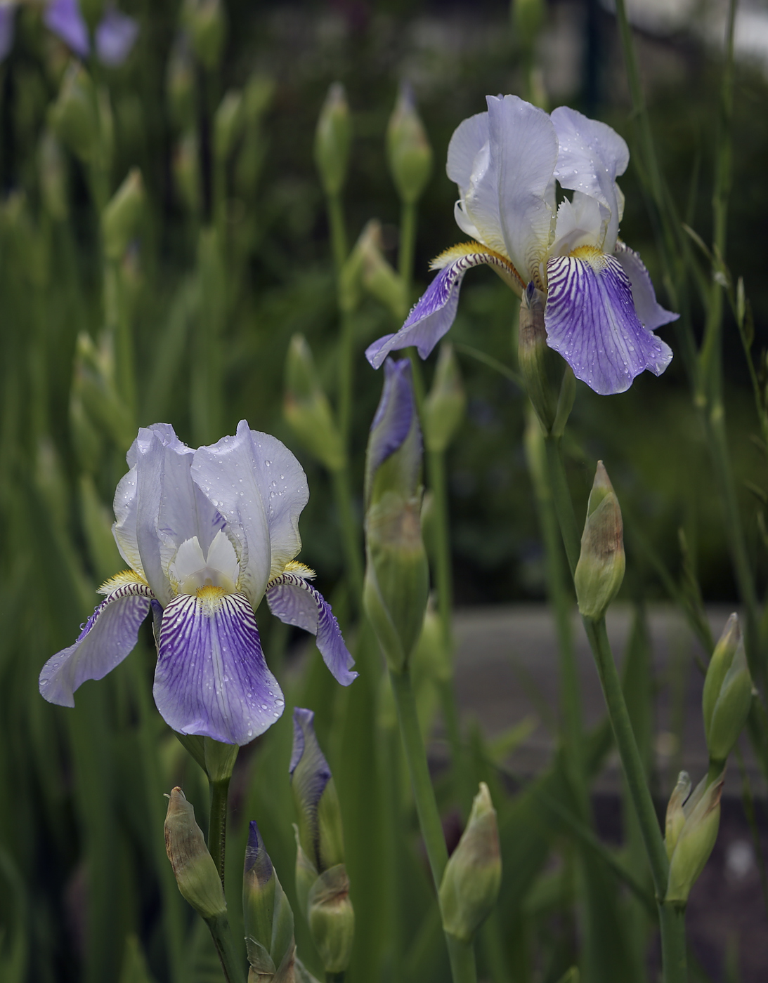 Изображение особи Iris &times; hybrida.