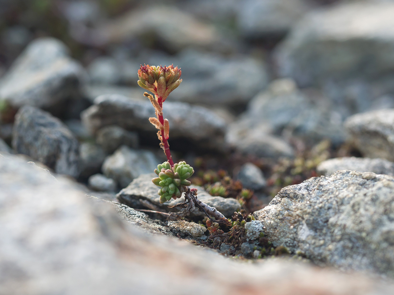 Image of Sedum tenellum specimen.