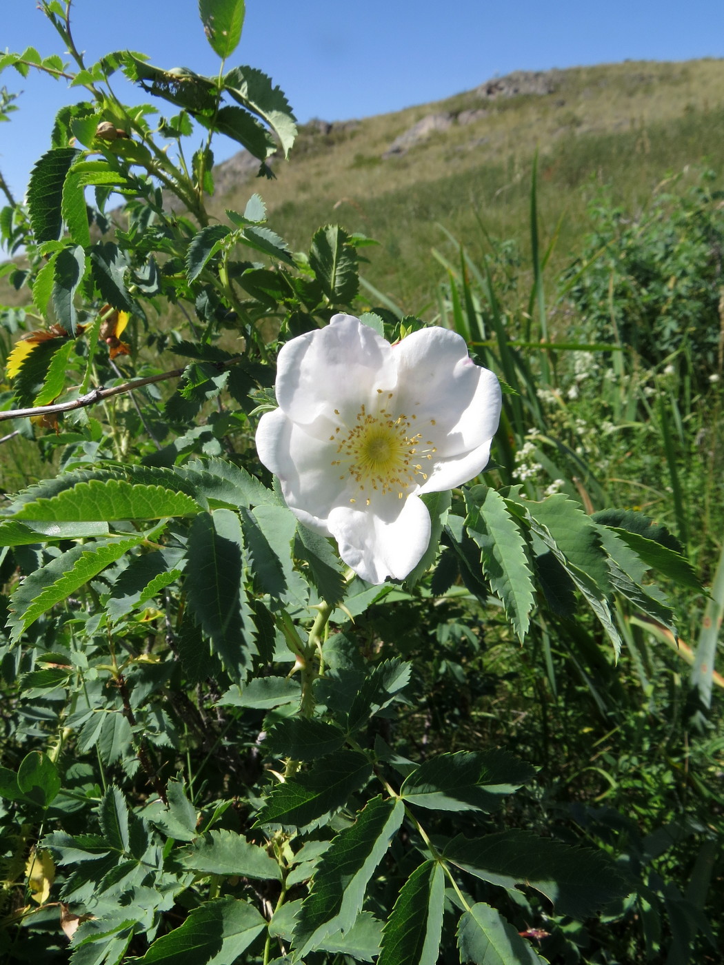 Изображение особи Rosa laxa.