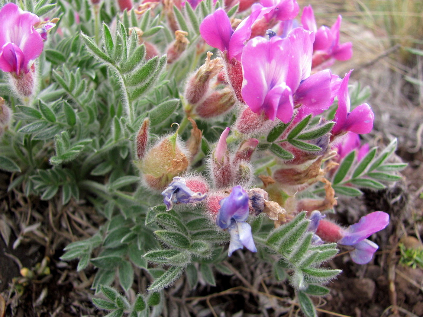 Image of Oxytropis ampullata specimen.