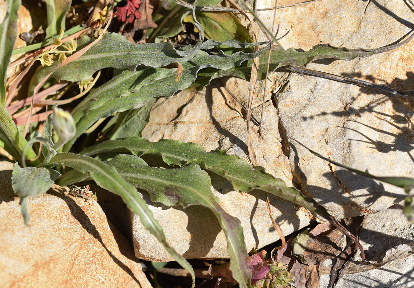 Image of Scorzonera crispatula specimen.