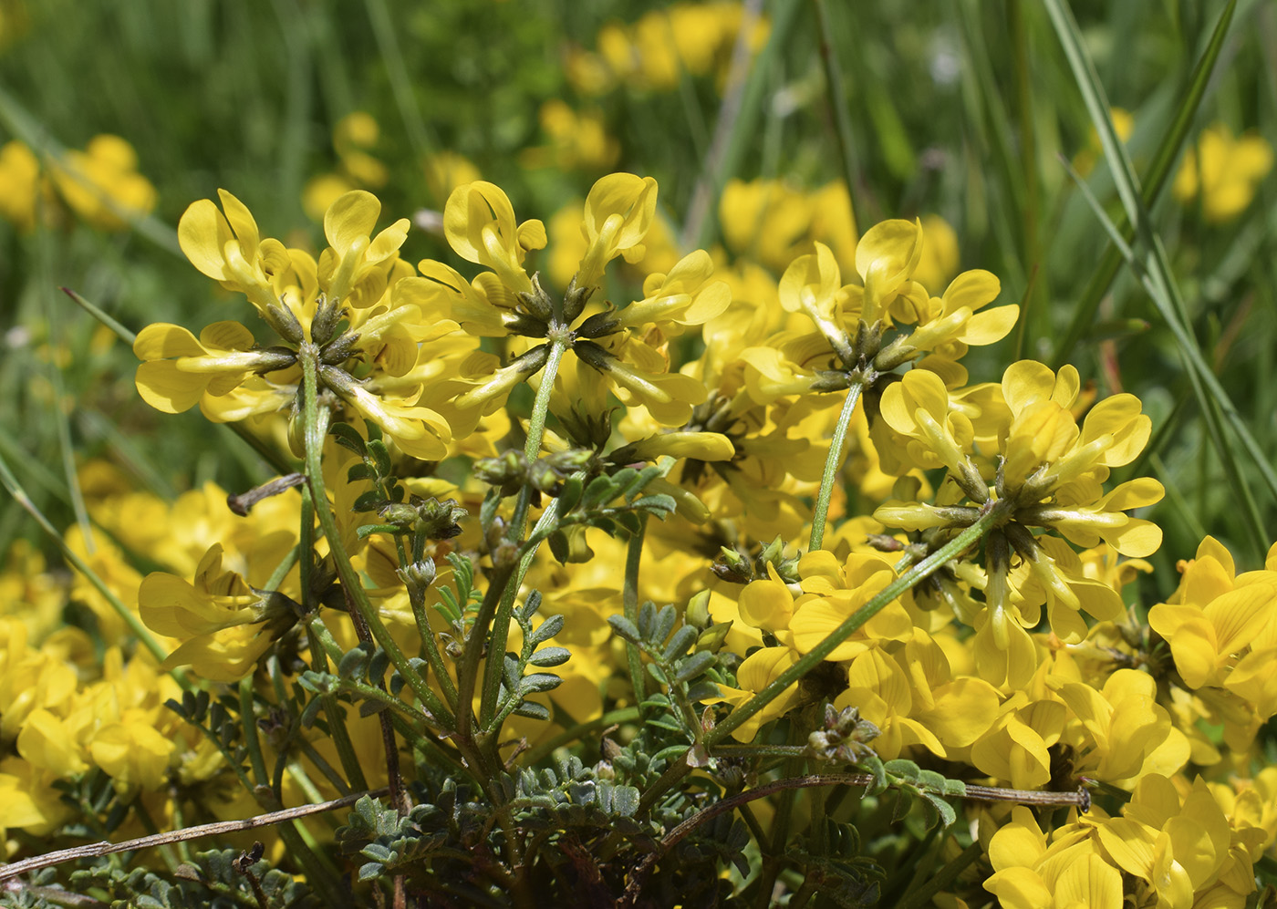 Изображение особи Hippocrepis comosa.