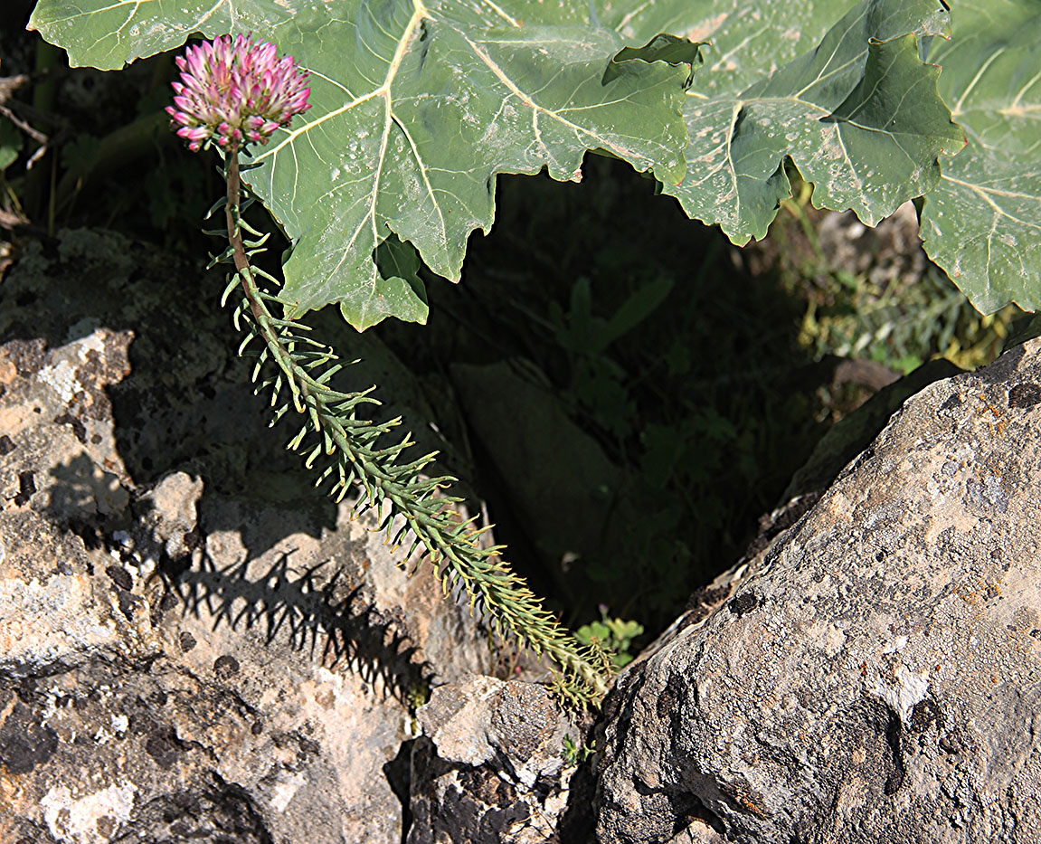 Image of Pseudosedum longidentatum specimen.