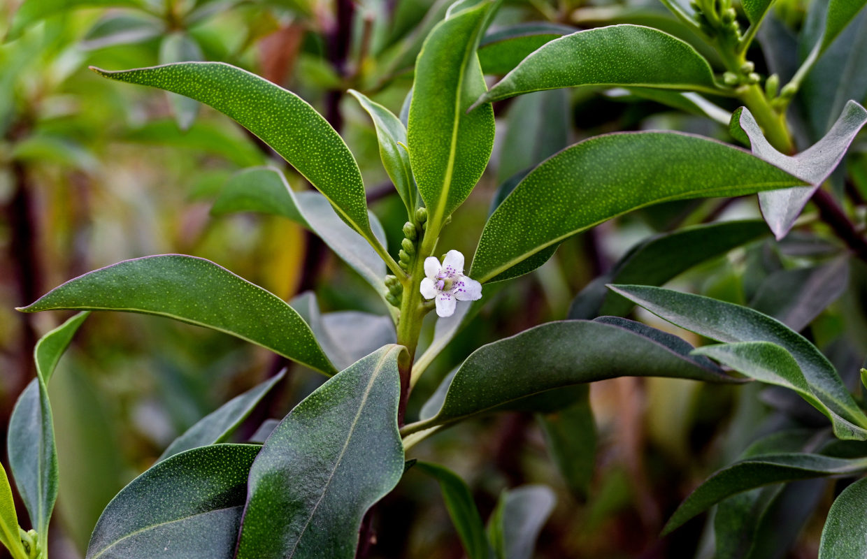 Image of Myoporum laetum specimen.