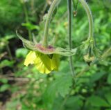 Geum × intermedium