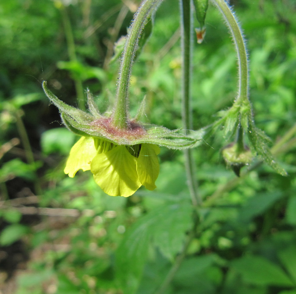 Image of Geum &times; intermedium specimen.