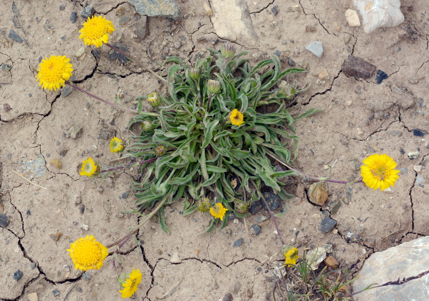 Изображение особи Erigeron cabulicus.