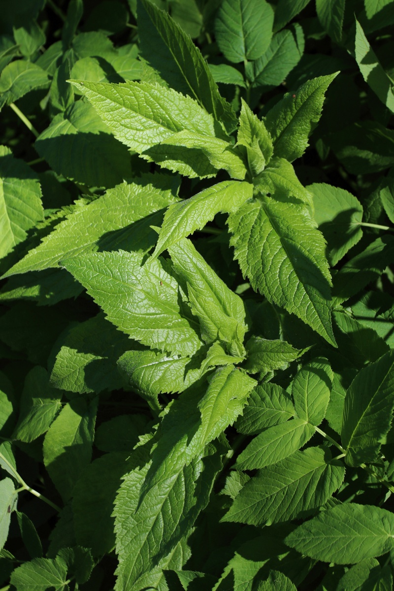 Image of Campanula latifolia specimen.