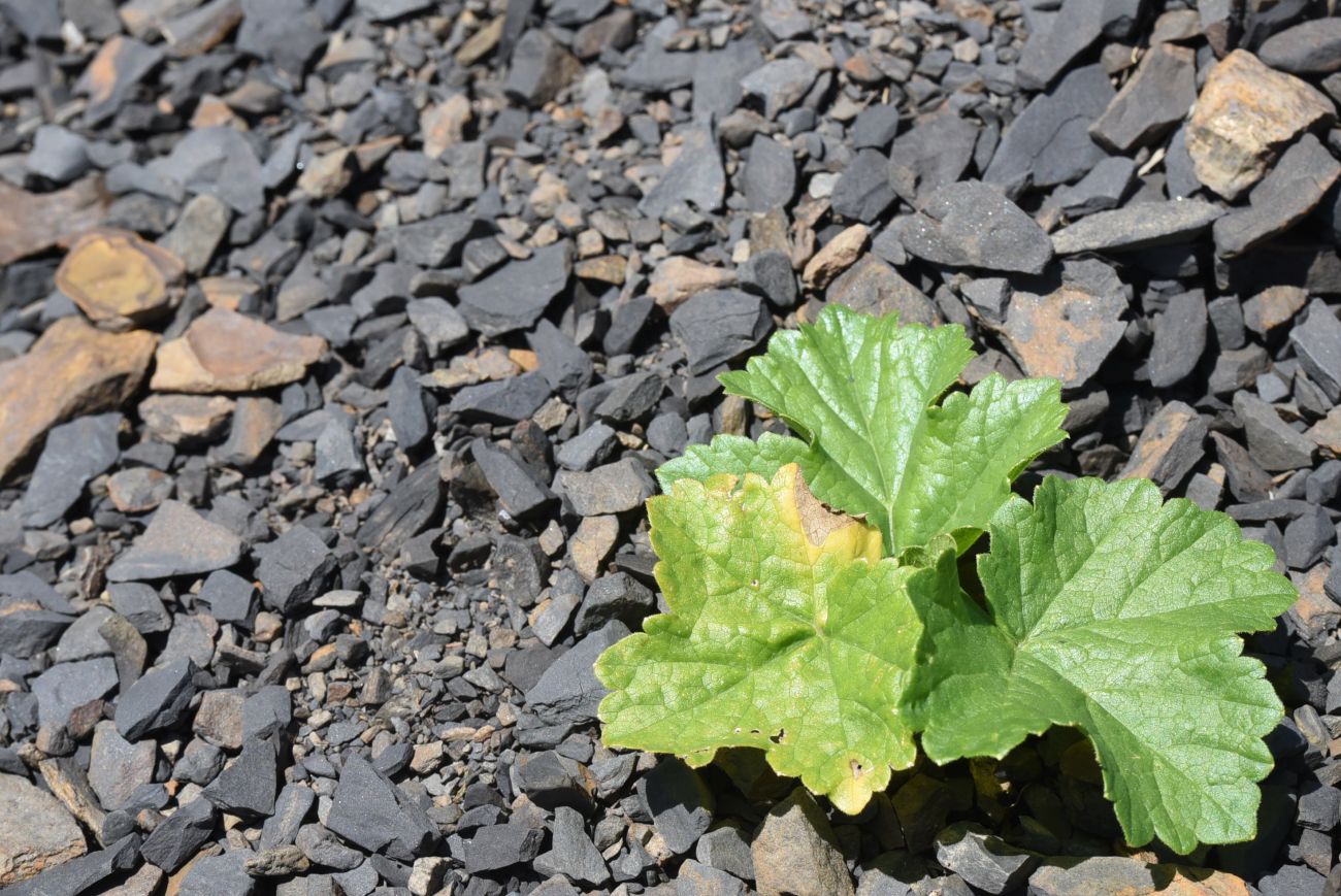 Image of genus Heracleum specimen.