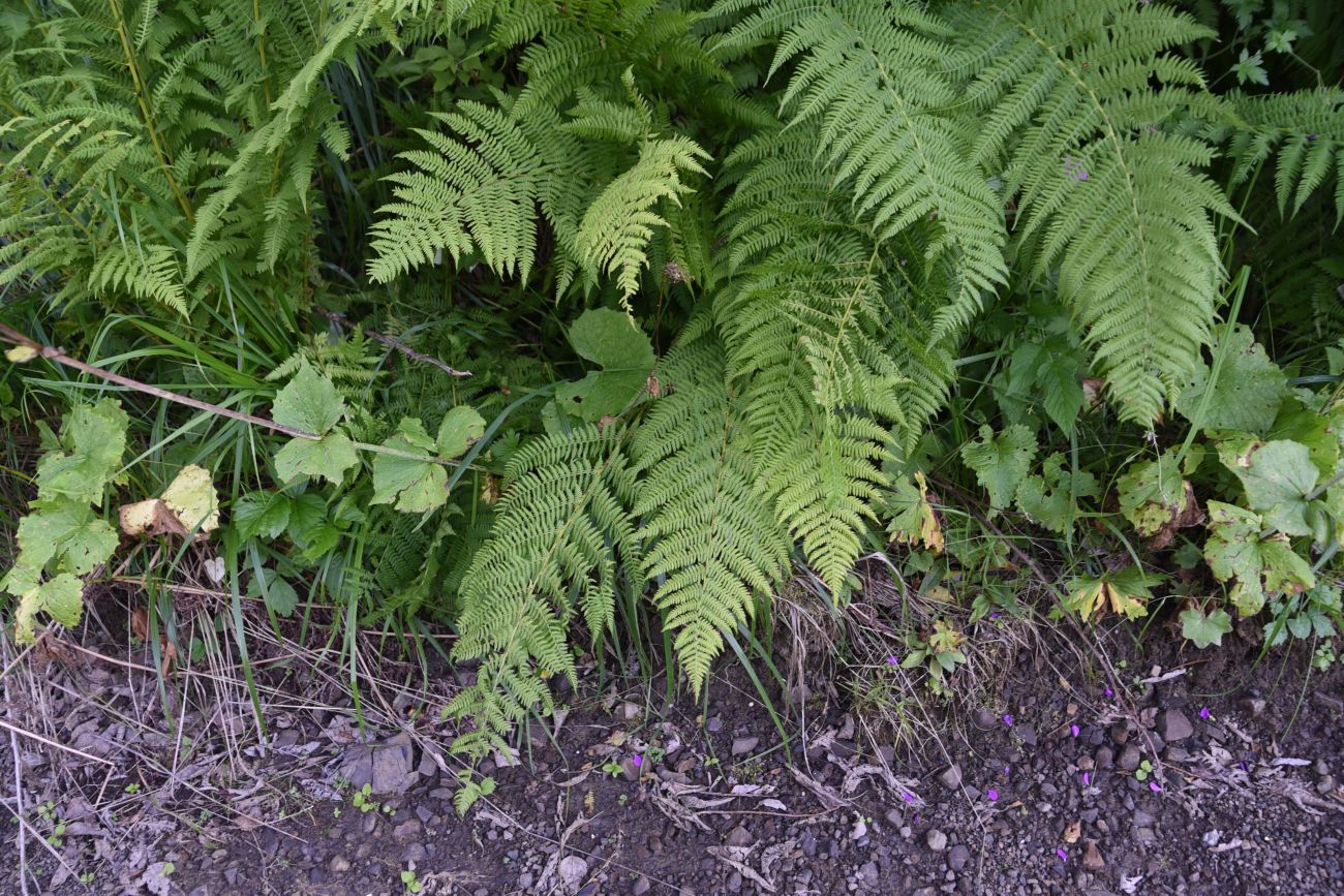 Image of Athyrium filix-femina specimen.