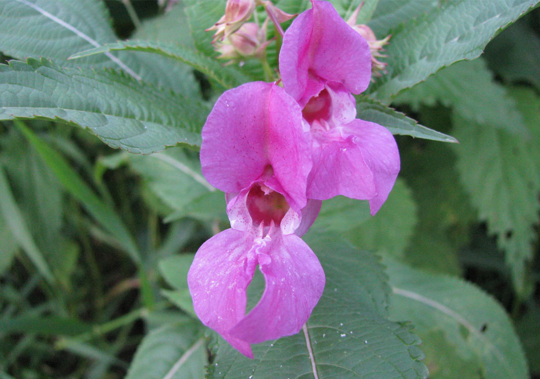 Image of Impatiens glandulifera specimen.