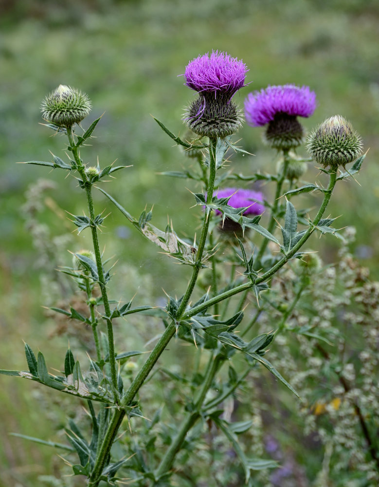 Изображение особи Cirsium ciliatum.