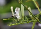 Andrographis paniculata. Цветущая и плодоносящая веточка. Таиланд, Бангкок, Донмыанг, жилой квартал, заросший газон. 11.09.2023.