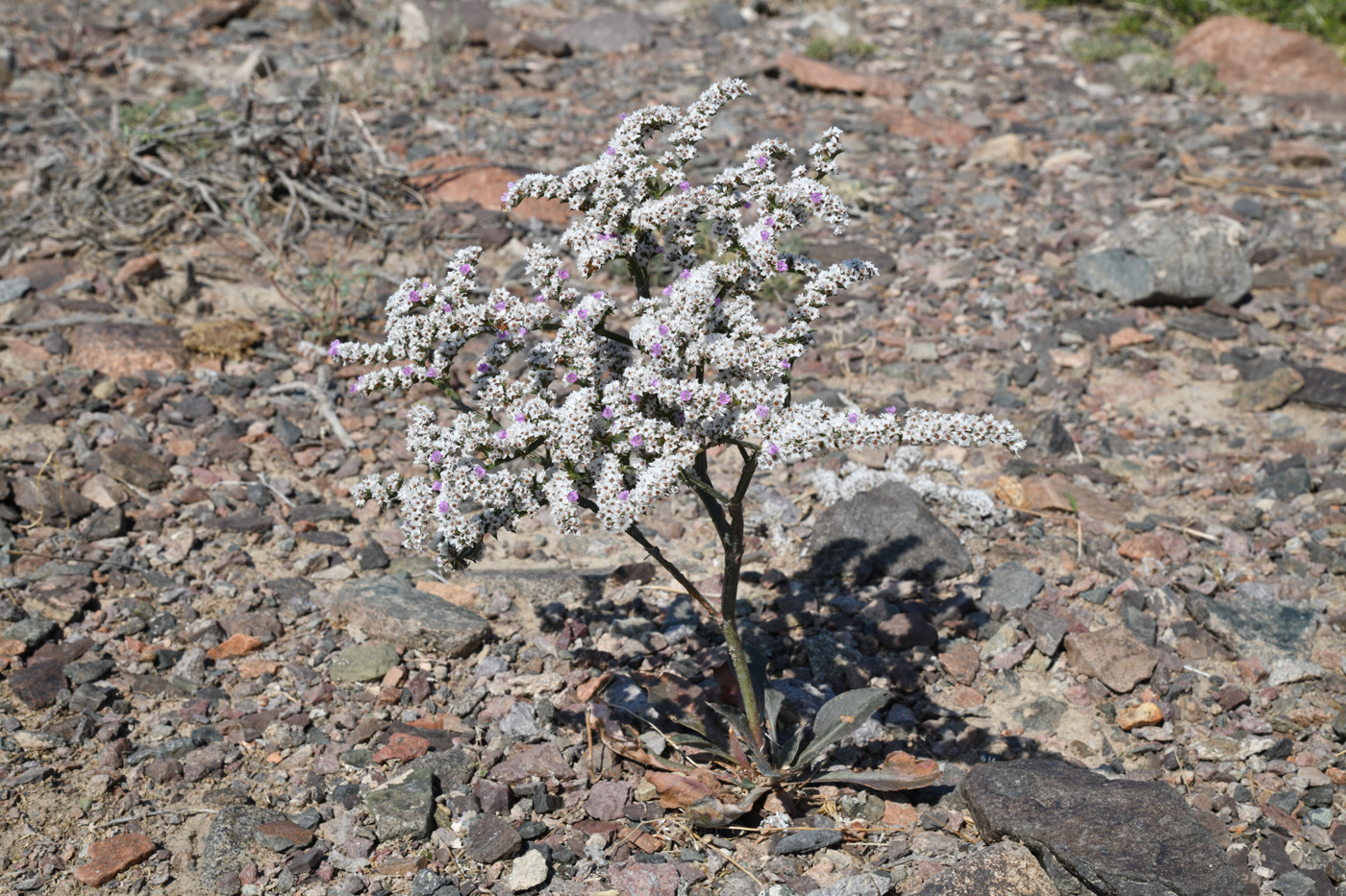 Image of Goniolimon strictum specimen.