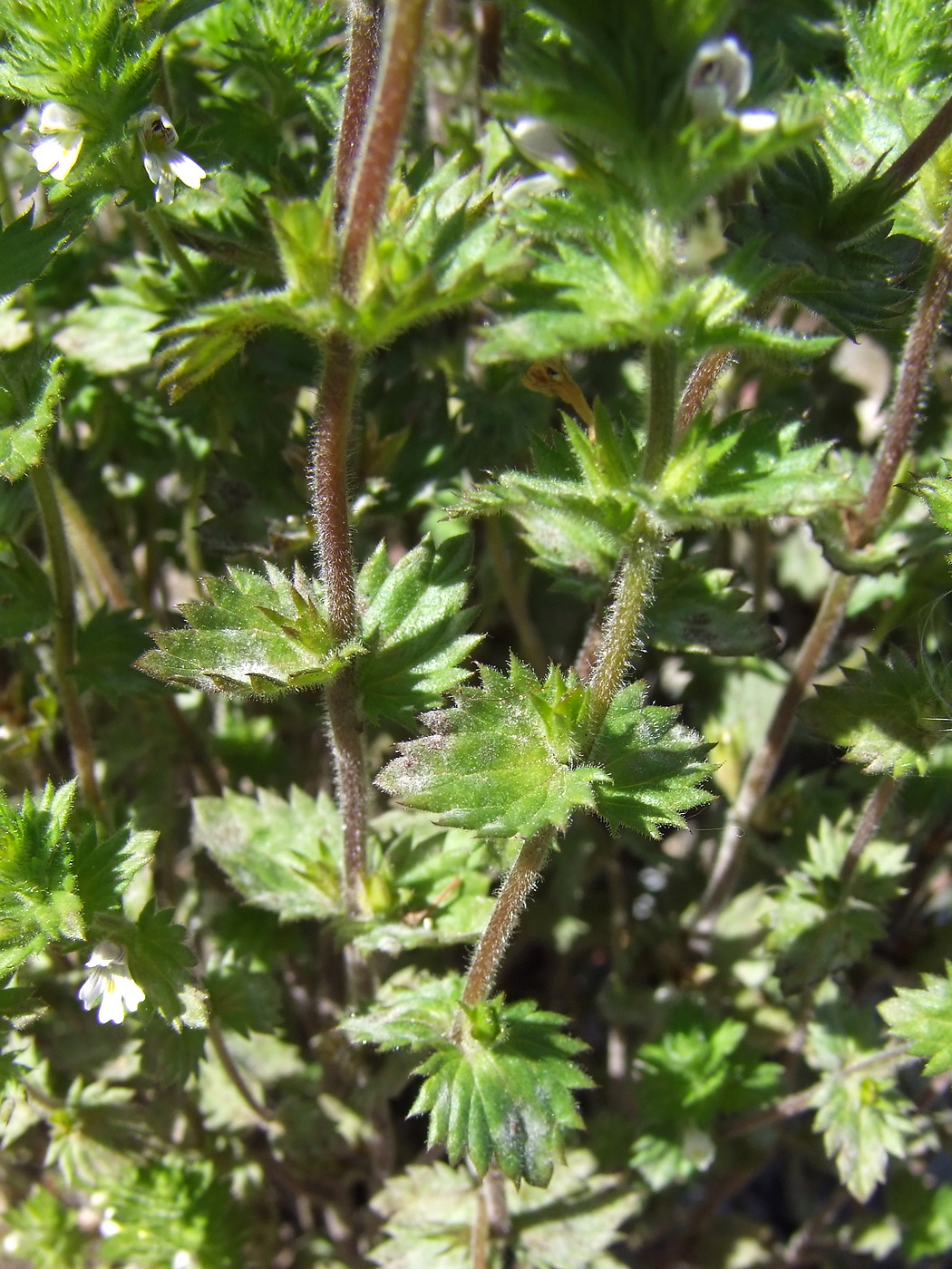 Изображение особи Euphrasia hirtella.