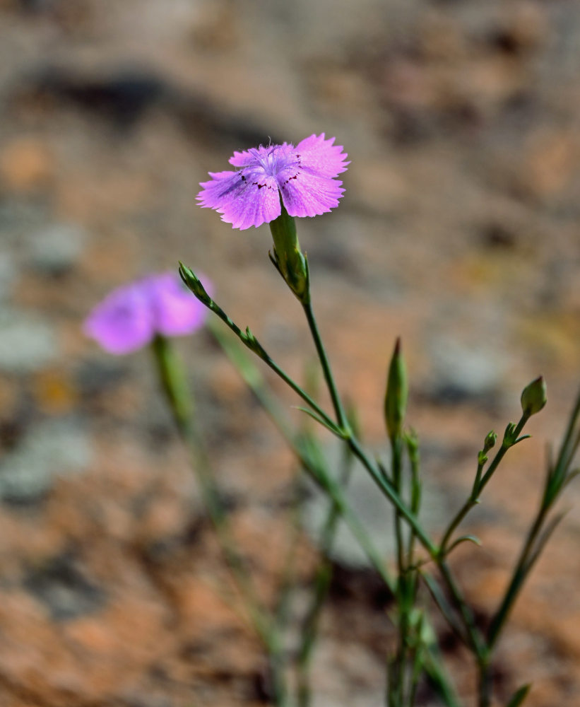 Изображение особи Dianthus caucaseus.