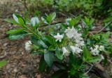 Смотреть изображение Rhododendron × intermedium