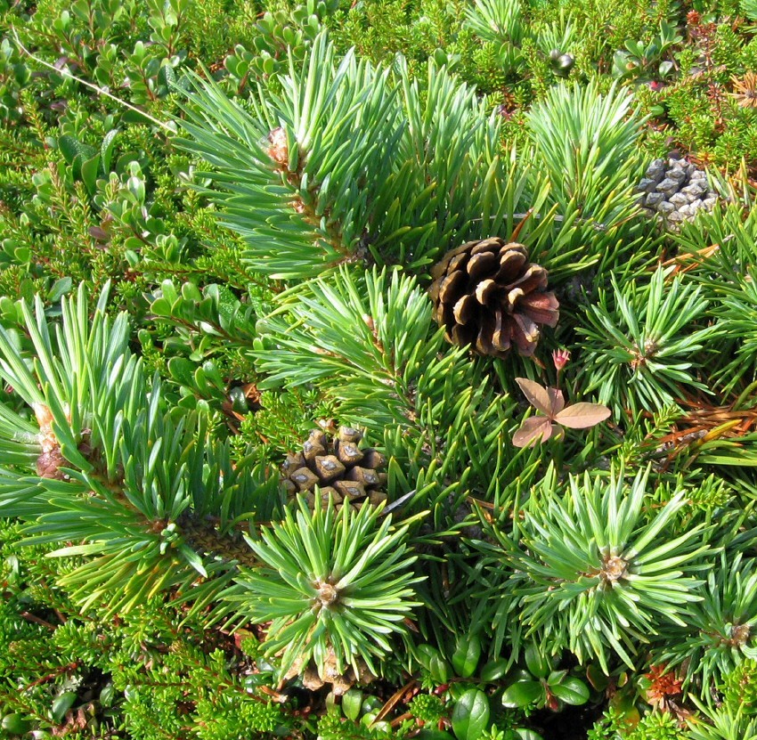 Image of Pinus friesiana specimen.