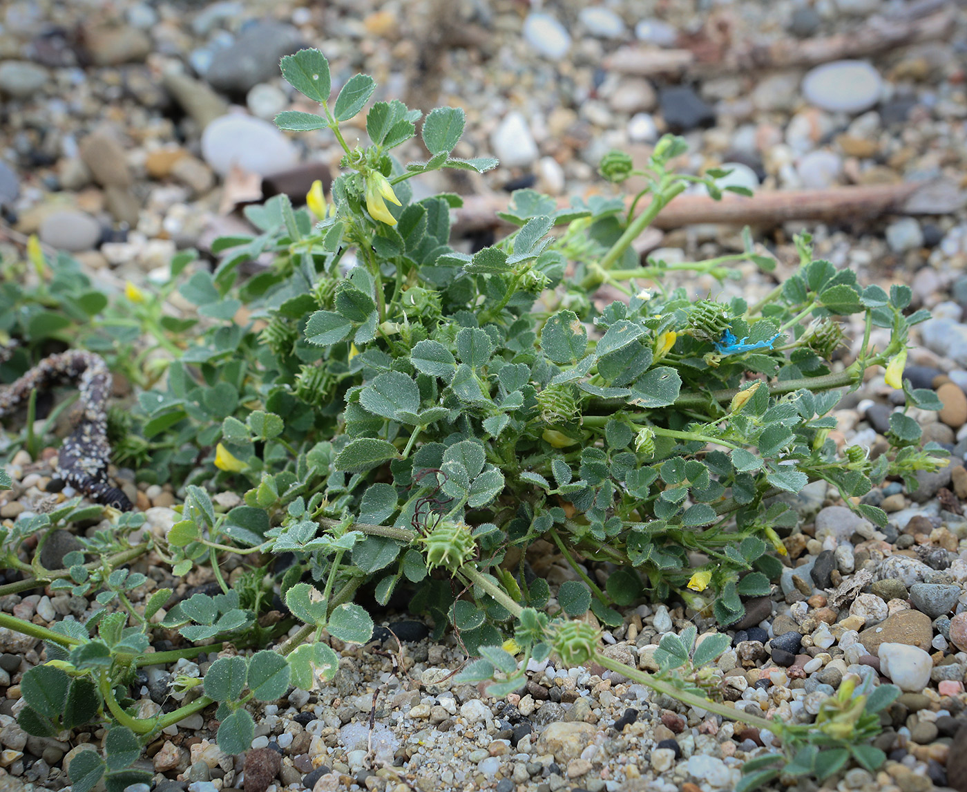 Изображение особи род Medicago.