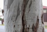 Смотреть изображение Eucalyptus viminalis