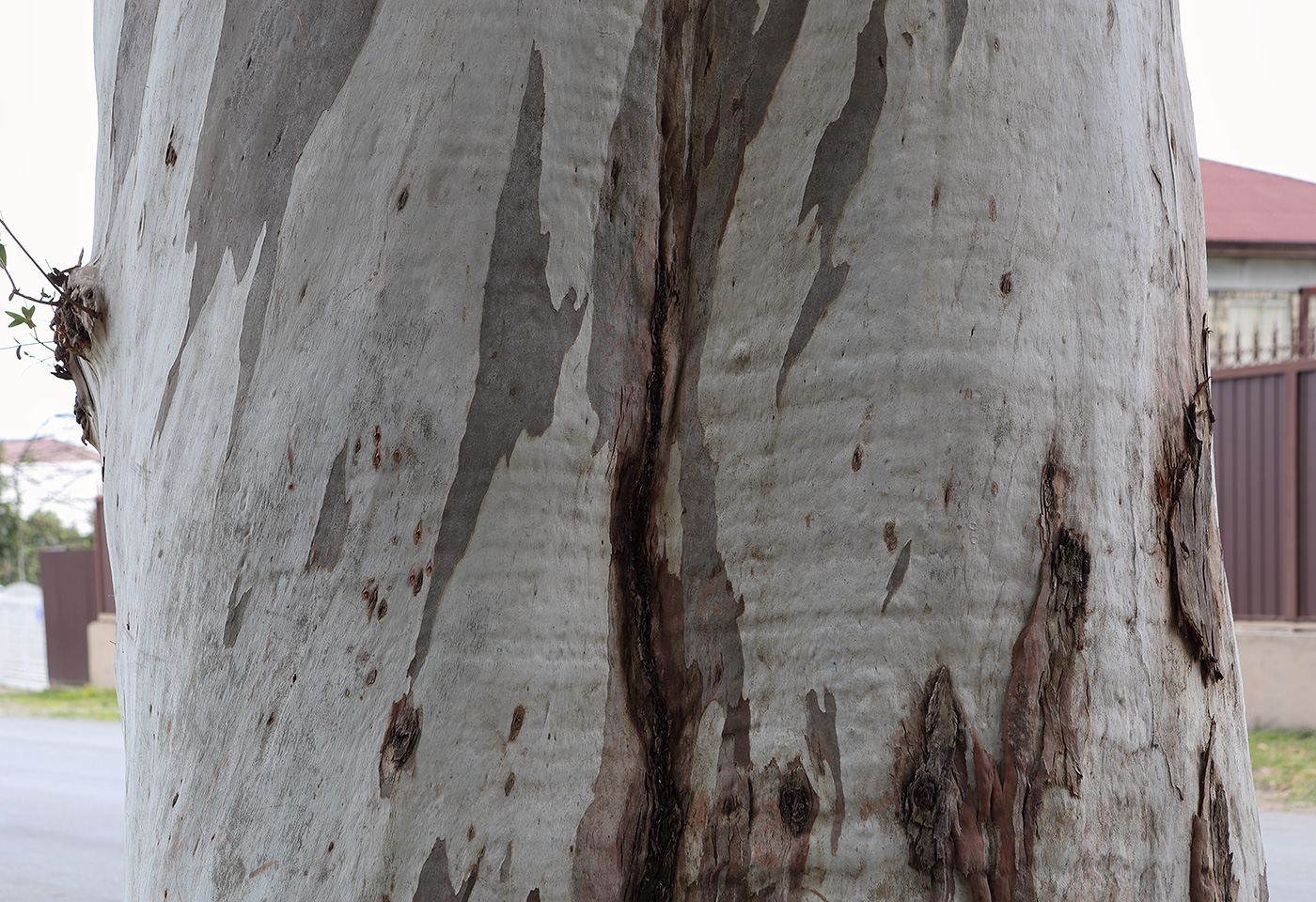 Image of Eucalyptus viminalis specimen.