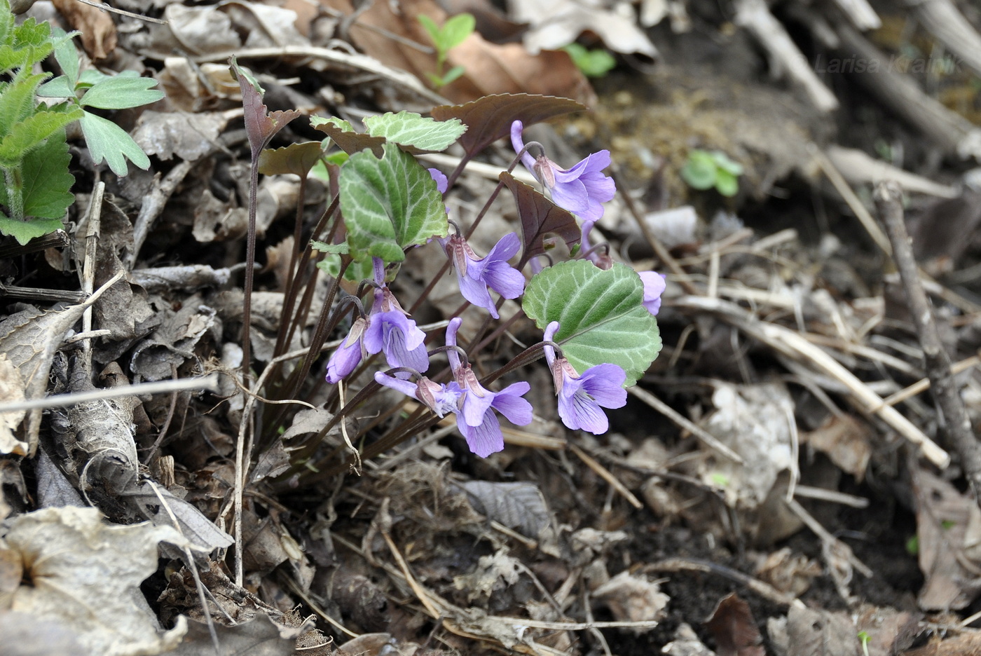 Image of Viola variegata specimen.