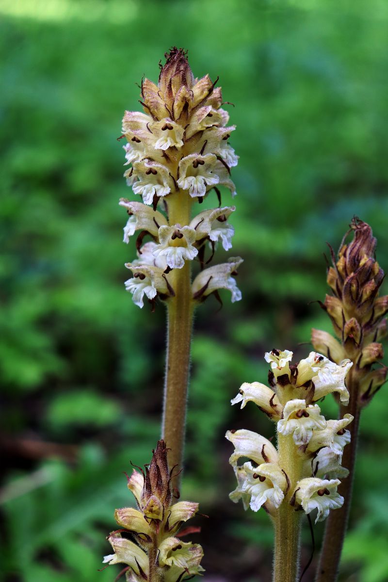 Image of Orobanche pallidiflora specimen.