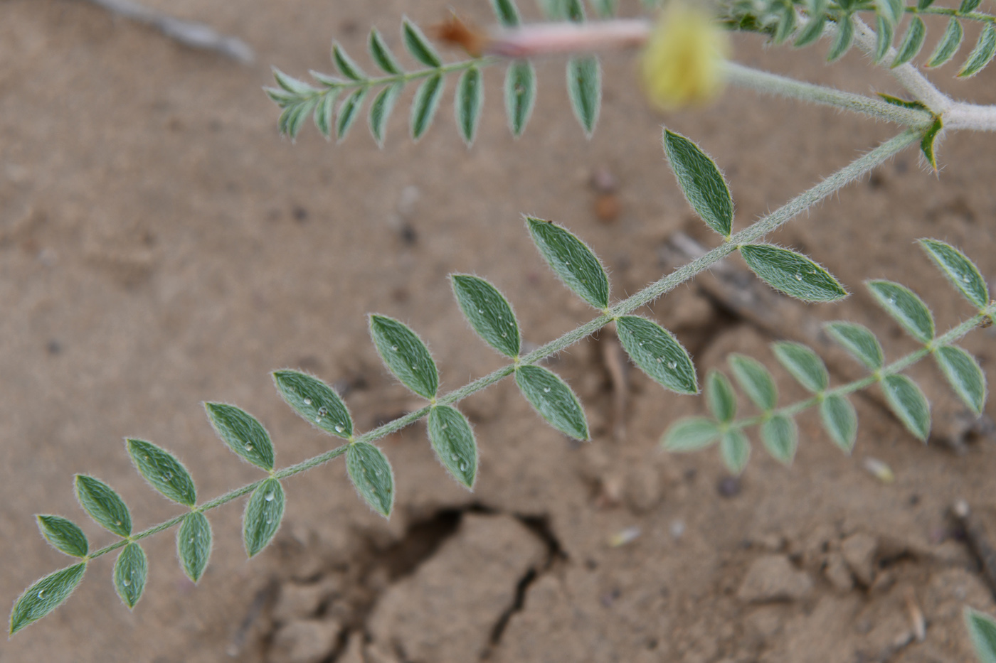 Image of Astragalus turczaninowii specimen.