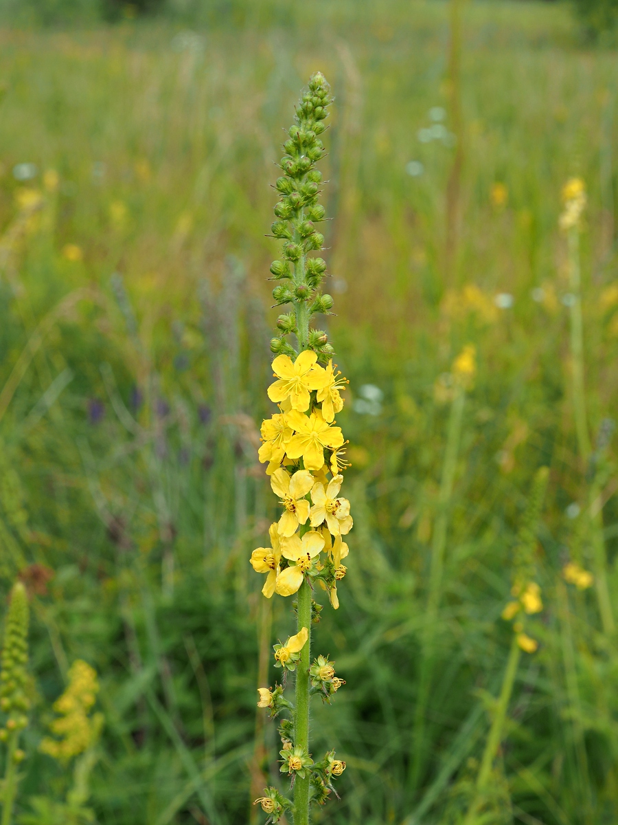 Image of Agrimonia eupatoria specimen.