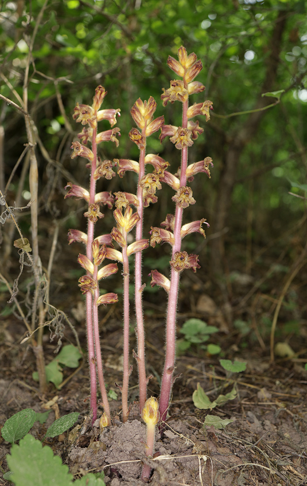 Изображение особи Orobanche laxissima.