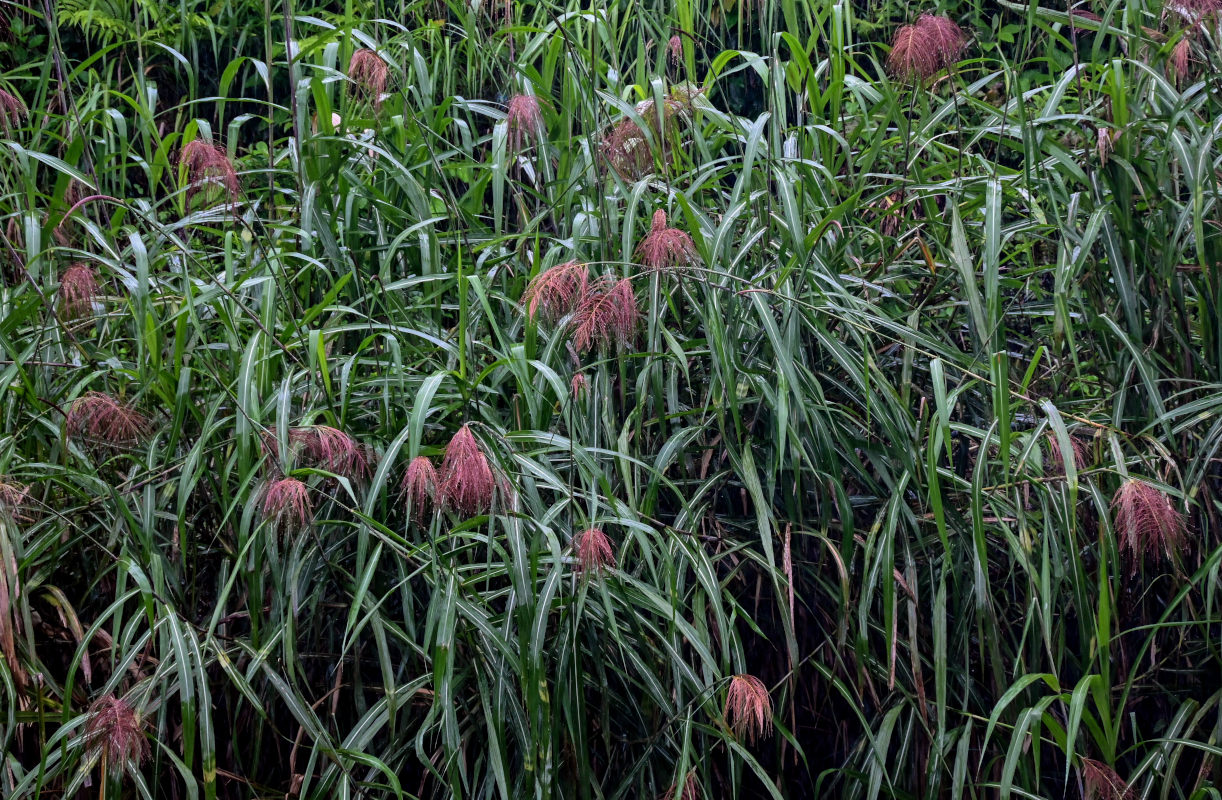 Изображение особи Miscanthus floridulus.